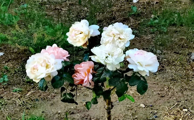 花開正艷